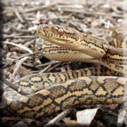 Coastal Carpet Python