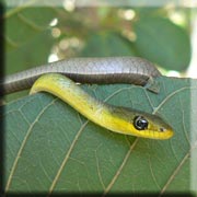 Common Tree Snake