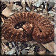 Common Death Adder