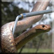 Eastern Brown Snake