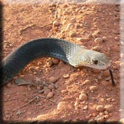 Lesser Black Whip Snake