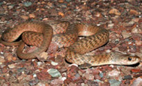 keelback Snake