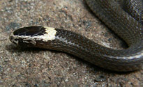 White-crowned Snake
