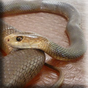 Coastal Taipan