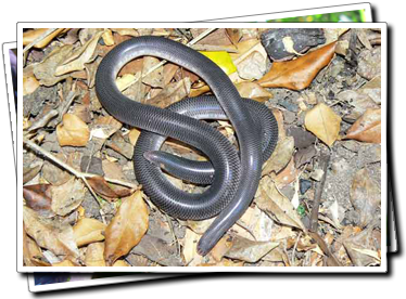 Blind Snake