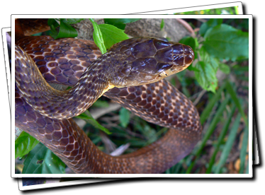 Brown Tree Snake