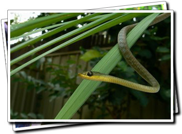 Common Tree snake