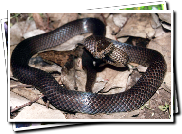 Golden Crowned Snake