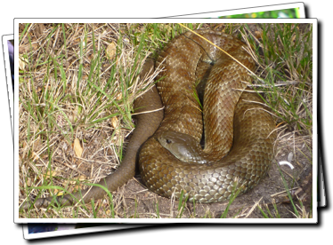 Tiger Snake